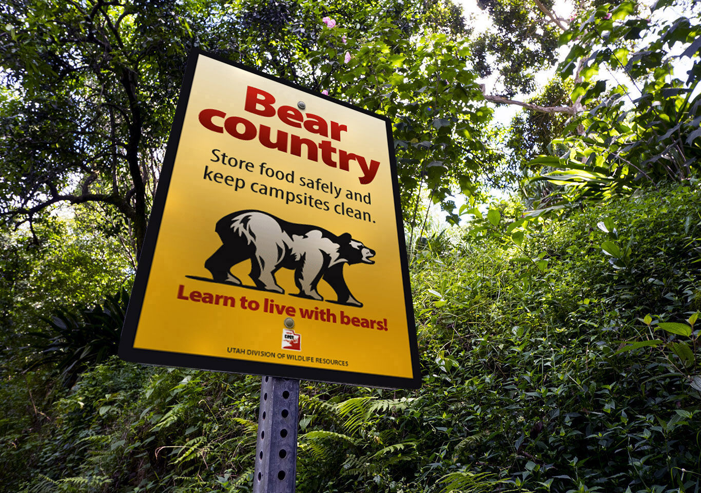 Bear safety tips